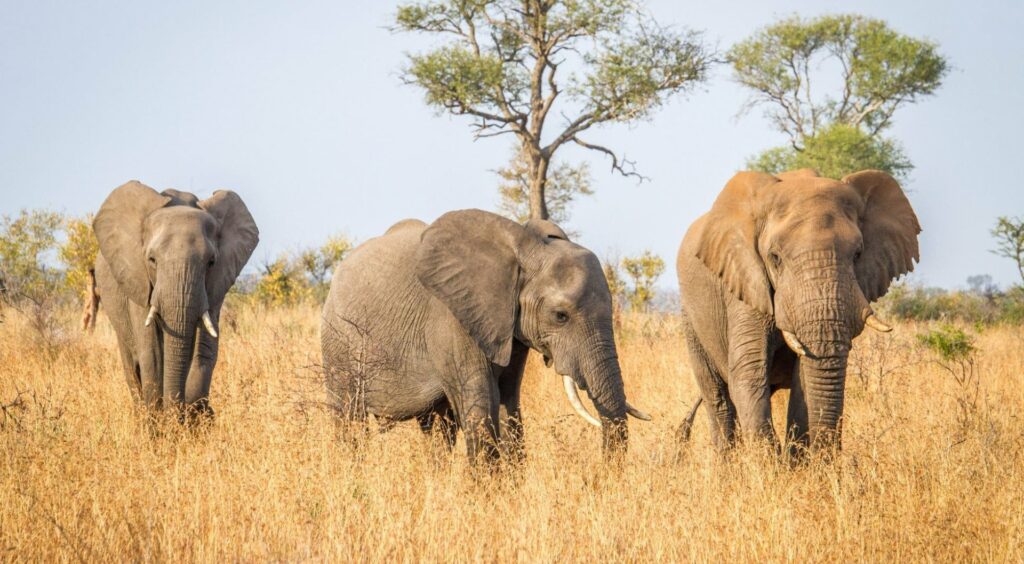 Sudafrica _ Kruger National Park