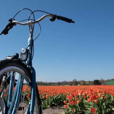 bicicletta_tulipani