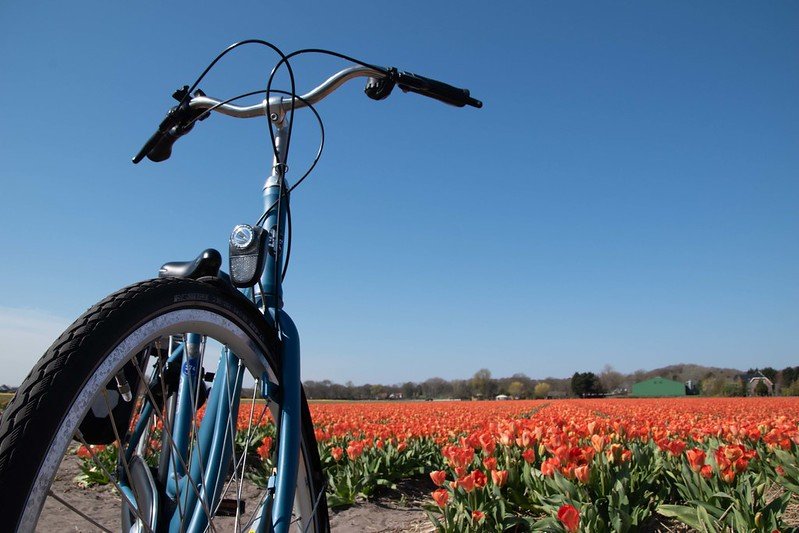 bicicletta_tulipani