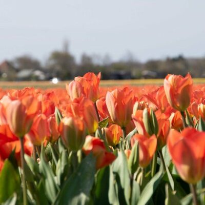 Nella terra dei tulipani
