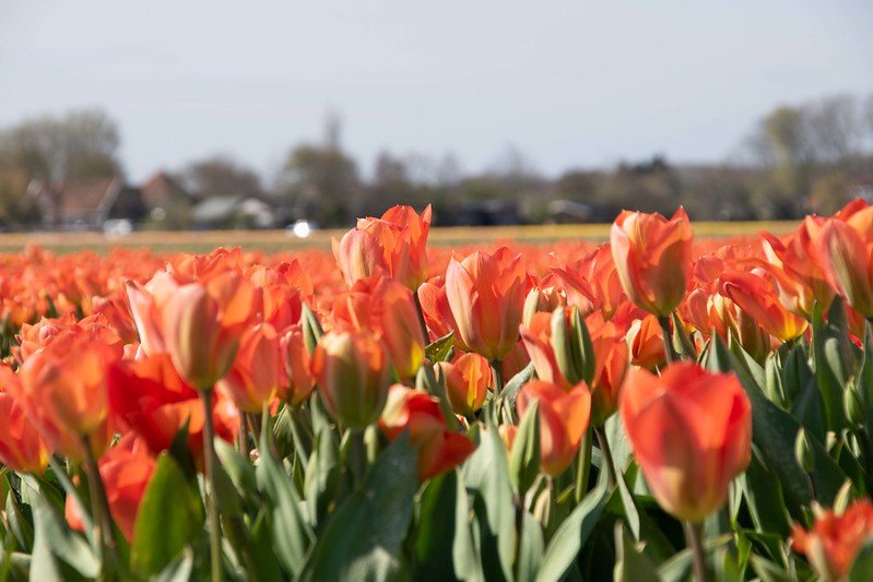 Nella terra dei tulipani