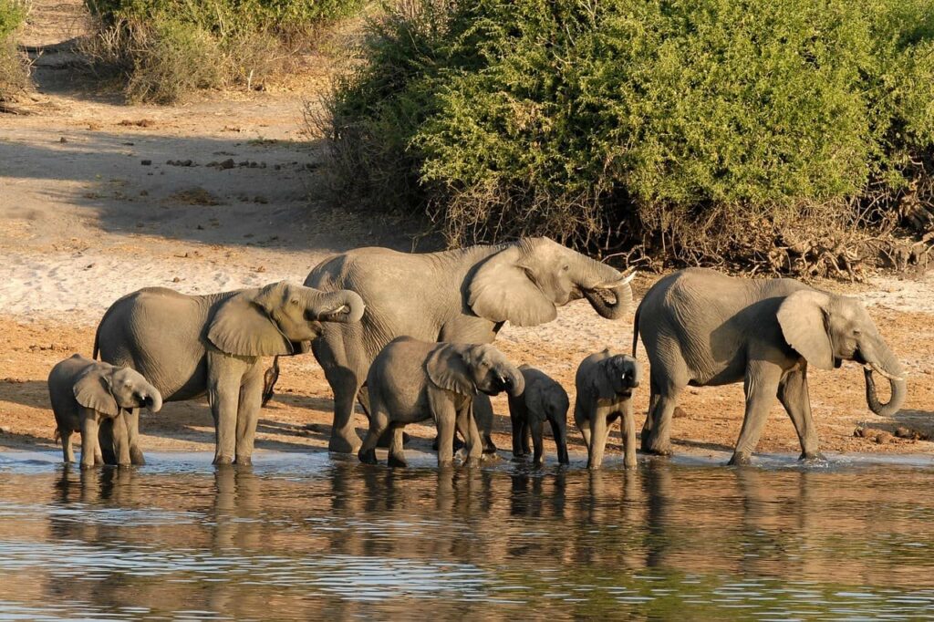 Botswana Chobe Elefanti
