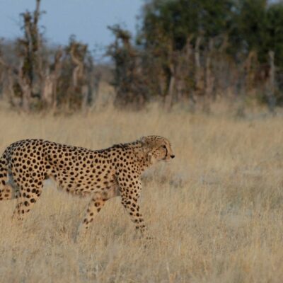 Botswana Chobe Leopardo