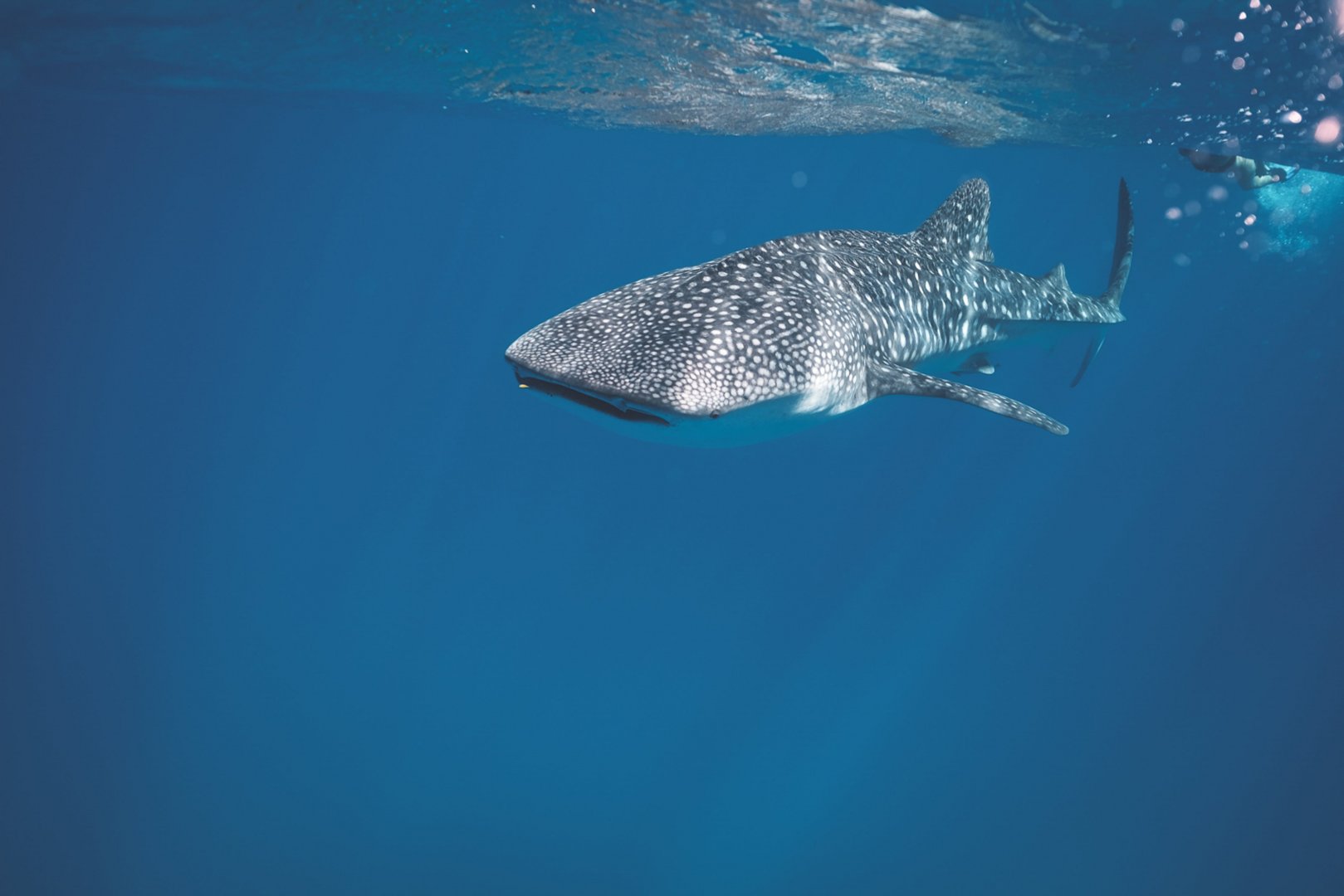 Whale shark conservancy cruise