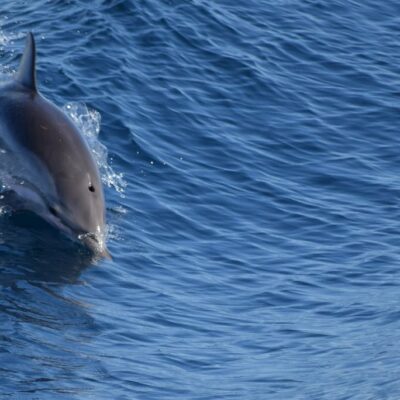 dolphin_islandhopping greece_family cruise_sharewood