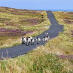 sheep_walking_road_arranmore_island_co_donegal_sharewood