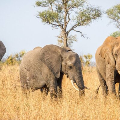 Sudafrica _ Kruger National Park