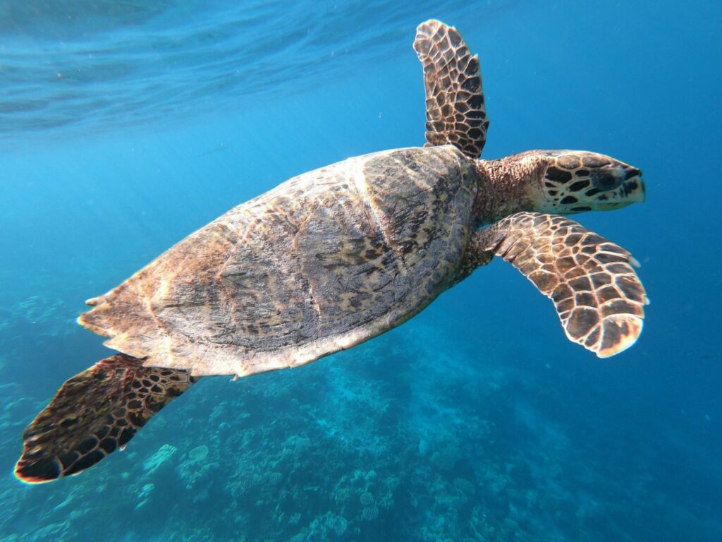 Maldives_turtle_sharewood