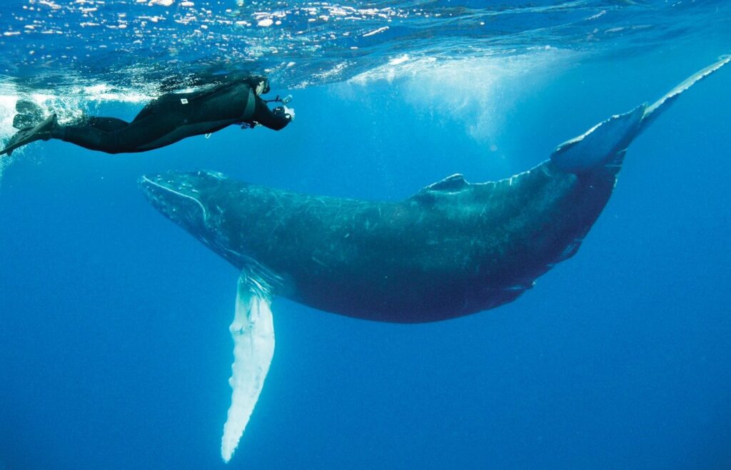 Socorro_humpback_whale_001_min