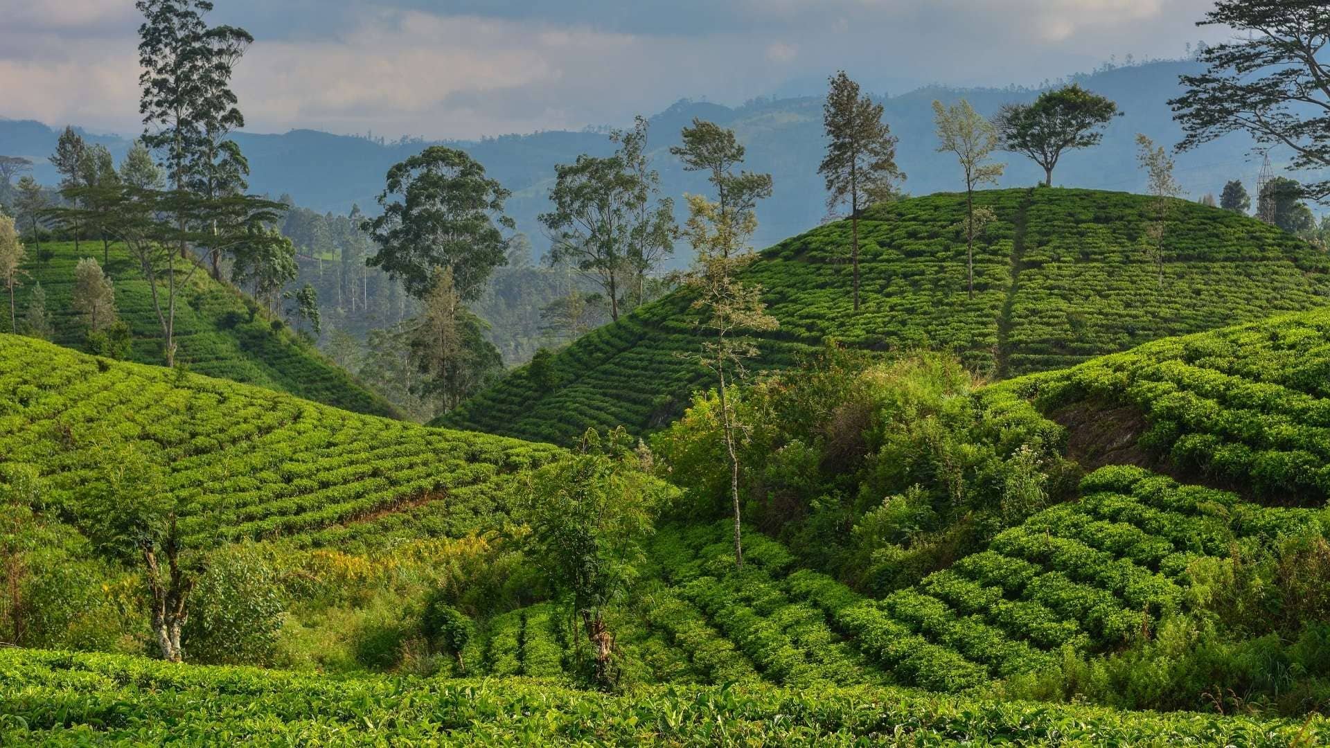 Sri Lanka Adventure