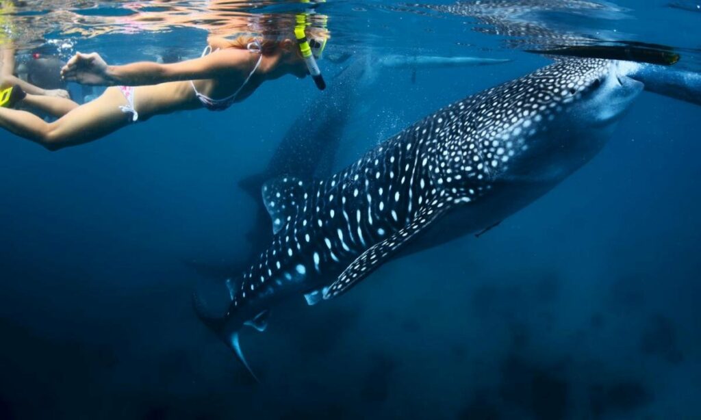 Ultimate_Whale_Sharks_Swimming_2