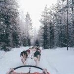 Lapponia_Rovaniemi_safari_husky