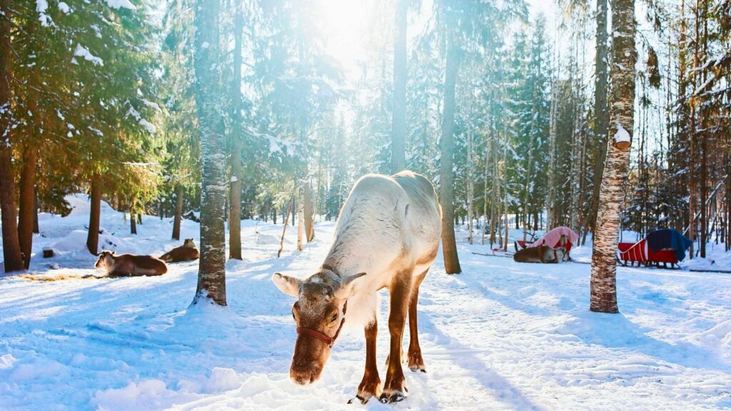 Rovaniemi_fattoria delle renne