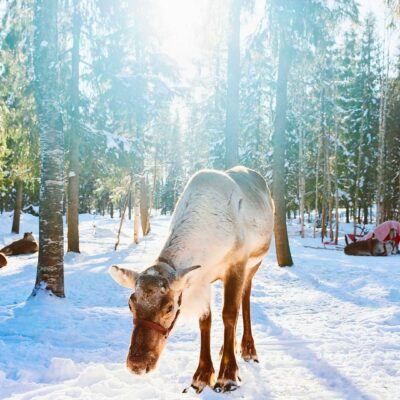 Rovaniemi_fattoria delle renne
