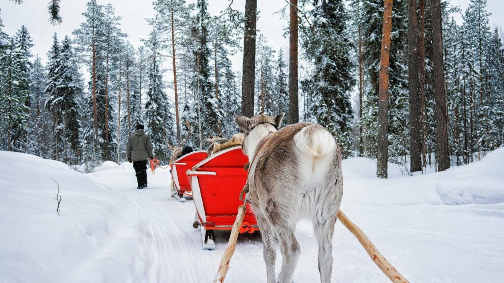 Rovaniemi_ fattoria delle renne_natura_escursoni