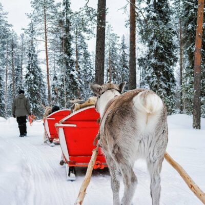 Rovaniemi_ fattoria delle renne_natura_escursoni