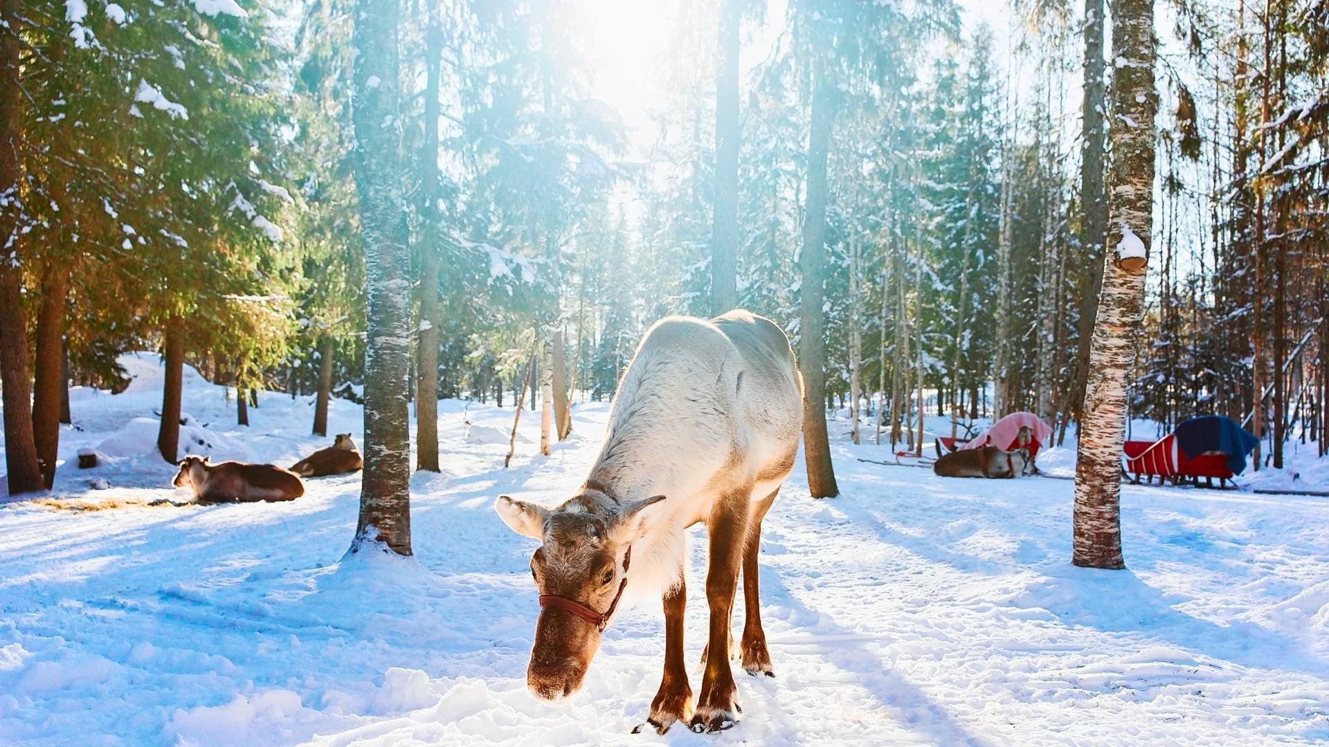 Immacolata a Rovaniemi