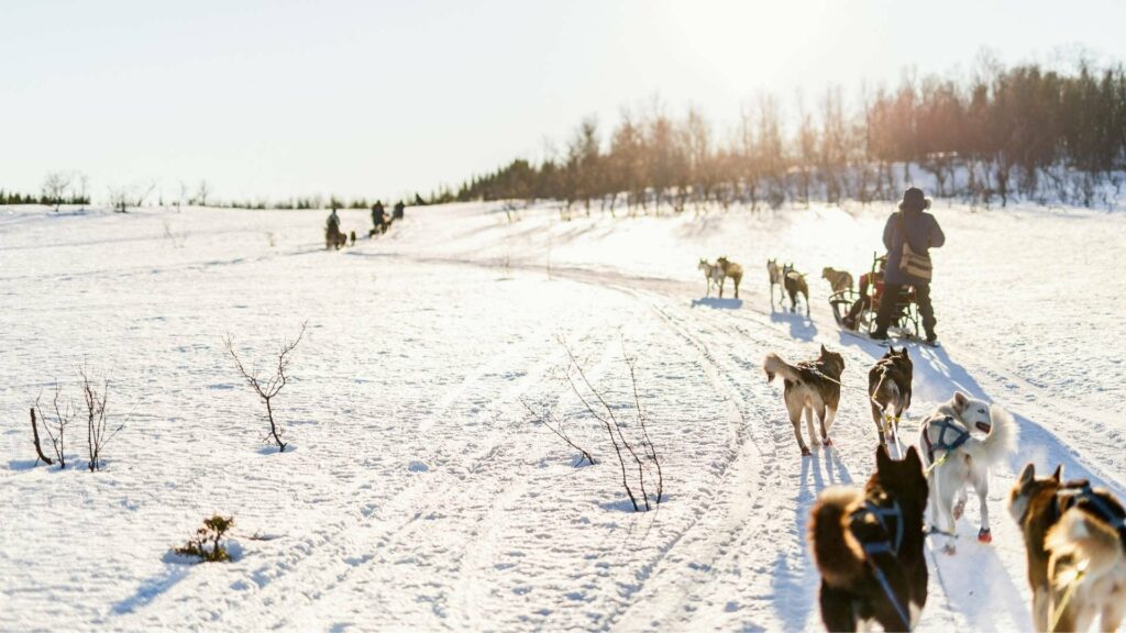Rovaniemi_safari husky
