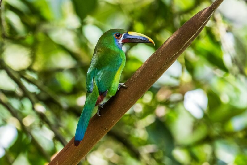 Essenze Colombiane: alla scoperta del paese