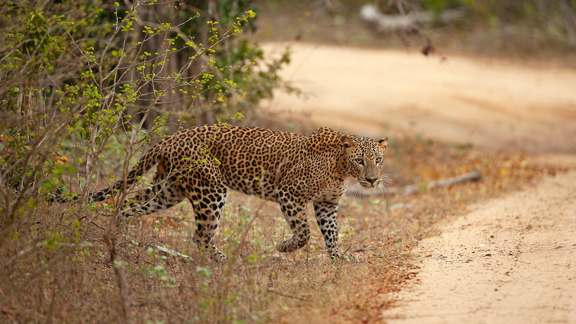 Sri Lanka Autentico