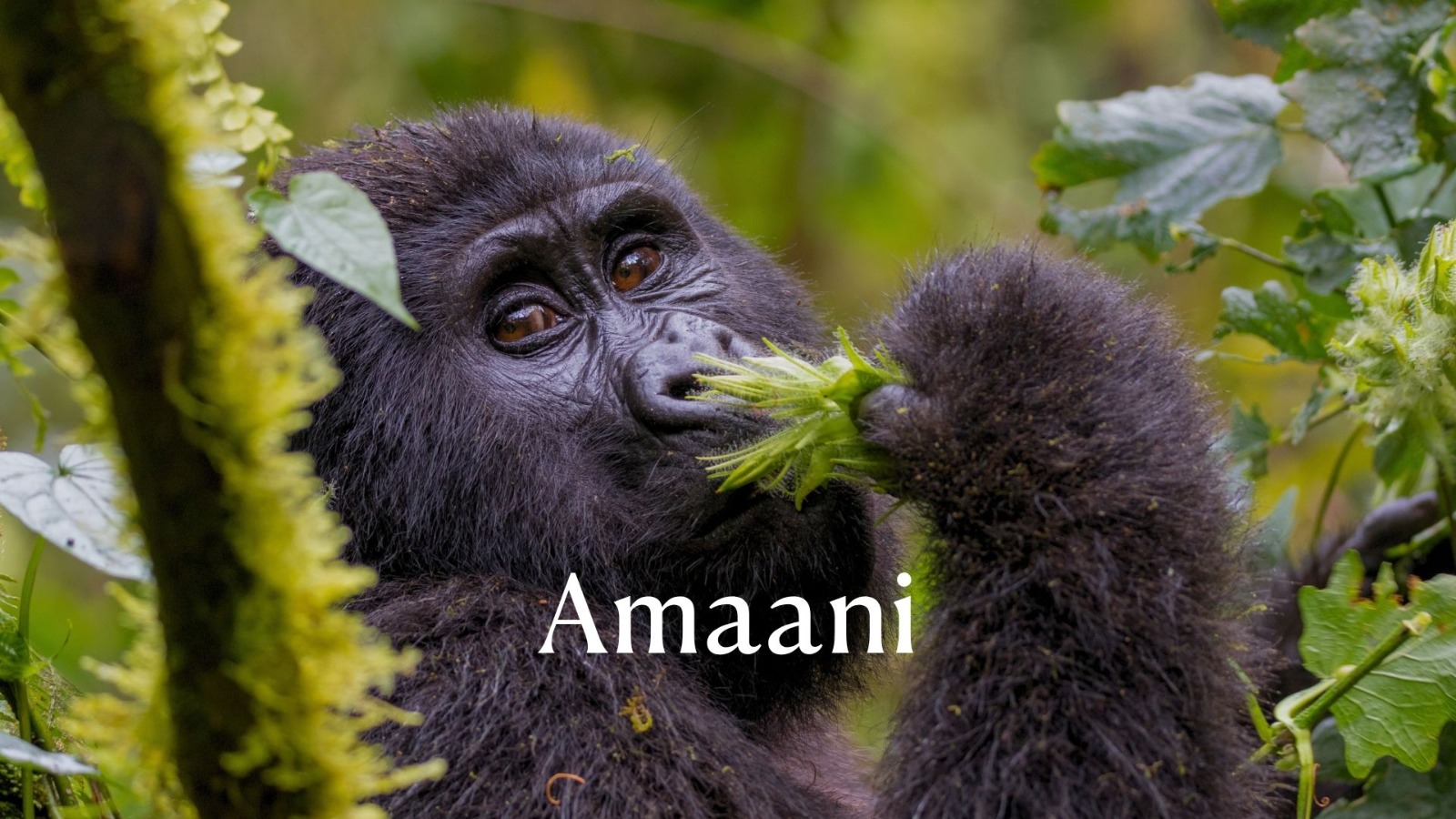 AMAANI: Come un “fallimento” ha dato vita al nostro Retreat Yoga in Uganda