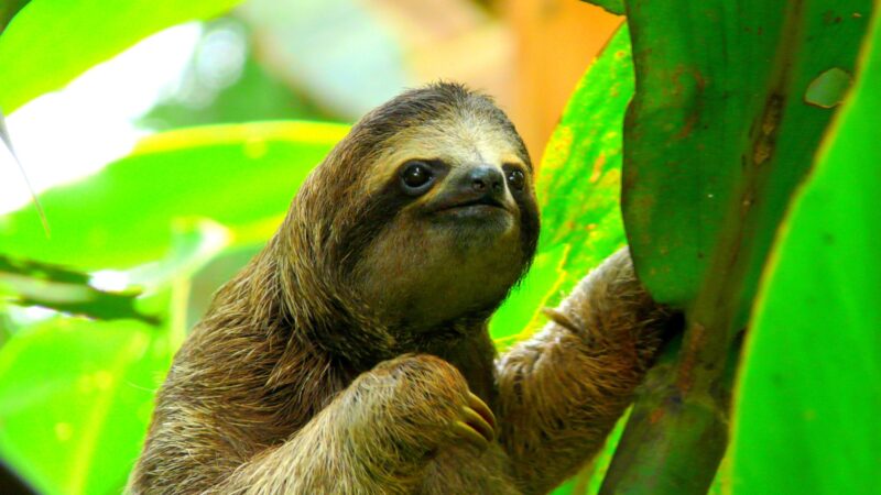 Avventura in Costa Rica